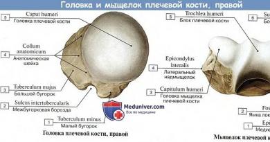 Humerus Fosa costală a procesului transversal