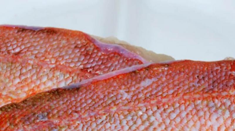 Sea bass: harm and benefits for the body
