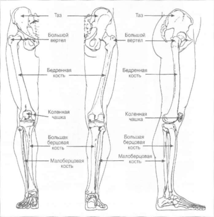 Анатомия нижней конечности человека. Строение ноги человека кости. Строение нижних конечностей анатомия. Кости нижних конечностей анатомия строение. Скелет ноги человека вид сбоку.
