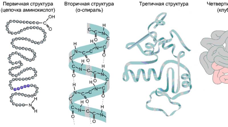 Vetitë e një lidhje peptide