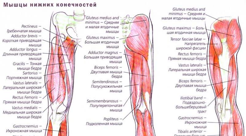 Anatomie nohy nad a pod kolenním kloubem