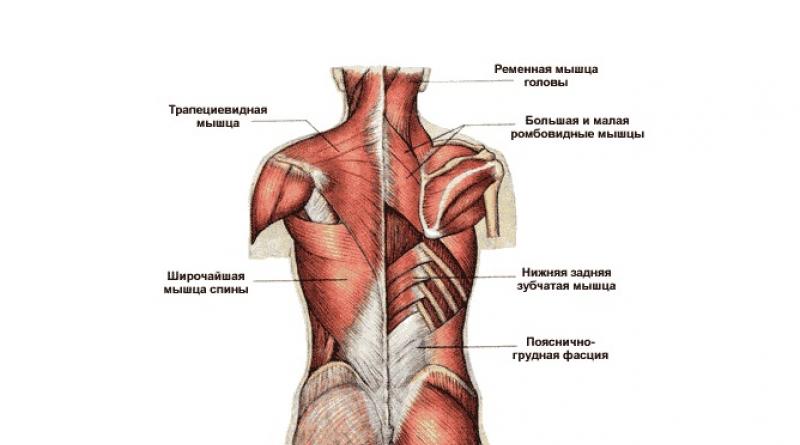 Names of human muscles - why do you need to know them?