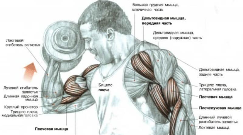 Struktur dan ciri-ciri melatih otot-otot lengan manusia