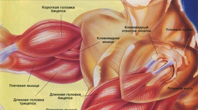 Všetky svaly paží: anatómia a ich správny tréning